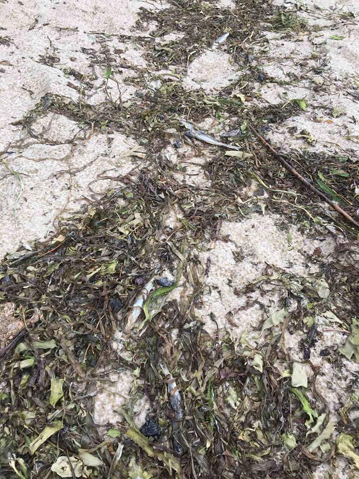 Під Києвом весь берег водосховища засипало мертвою рибою: сотні судаків