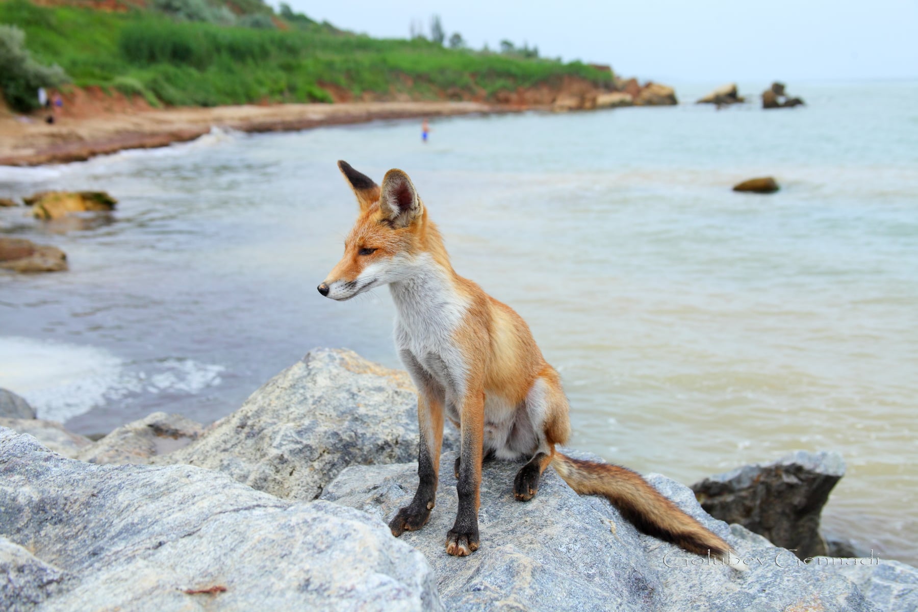 Под Одессой на пляже поселились лисы, которые не боятся людей: показали атмосферные фото
