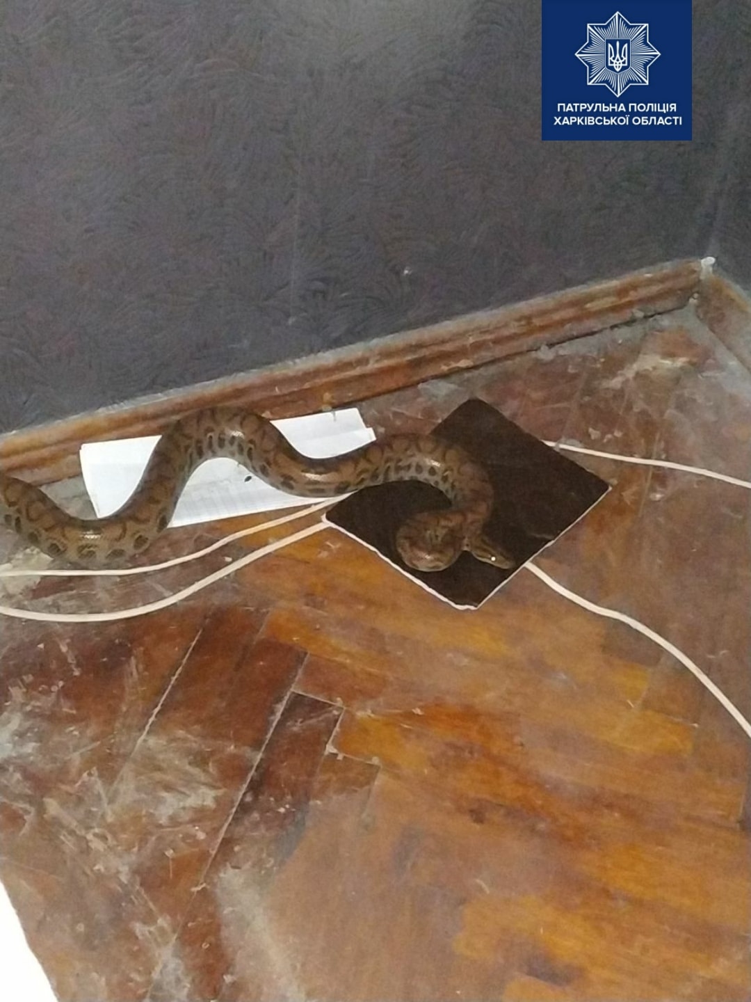 В Харькове женщина нашла питона в квартире под кроватью (фото)