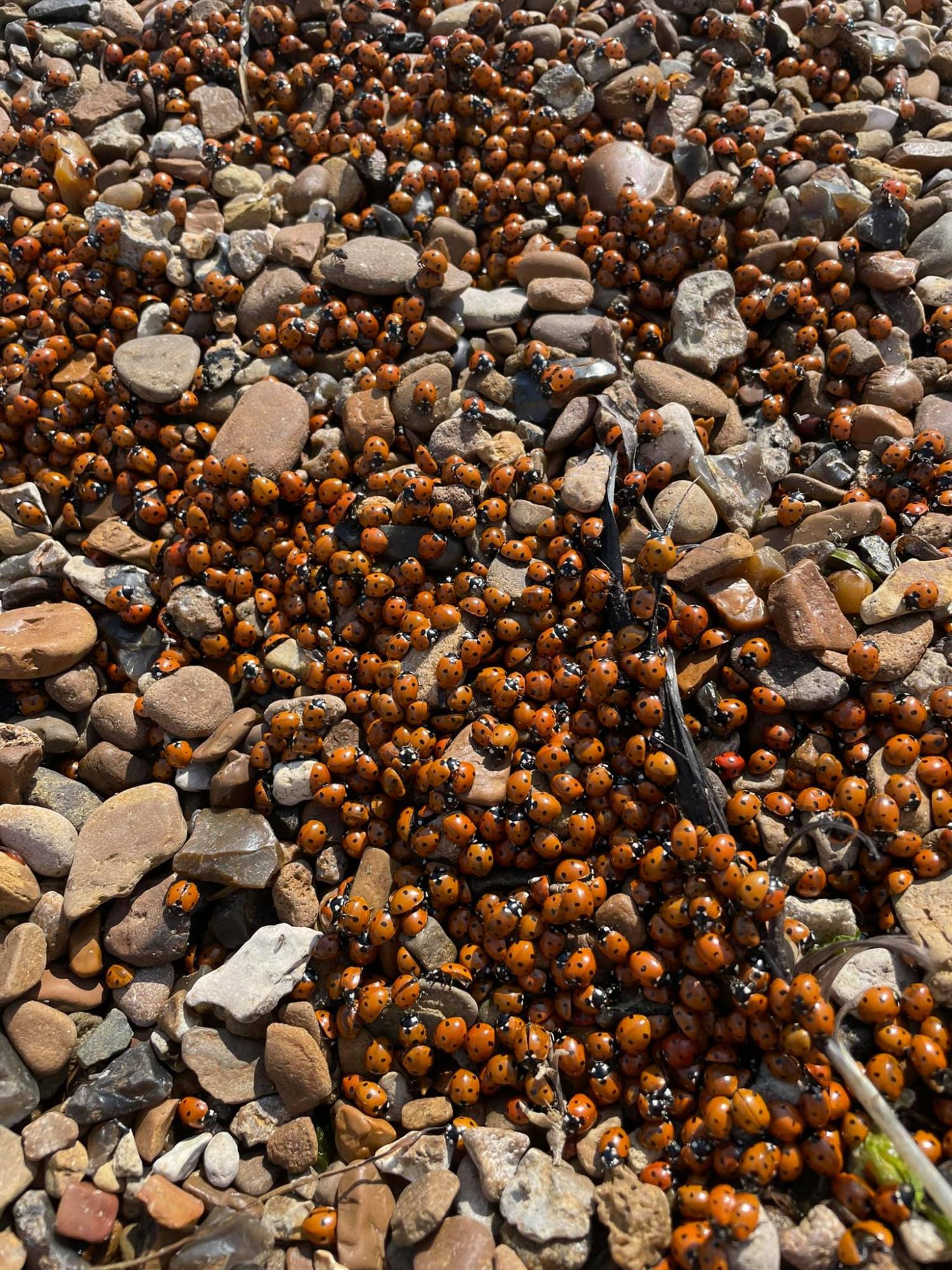 Пляжі Одеси атакували полчища жуків! Погляньте на ці фото