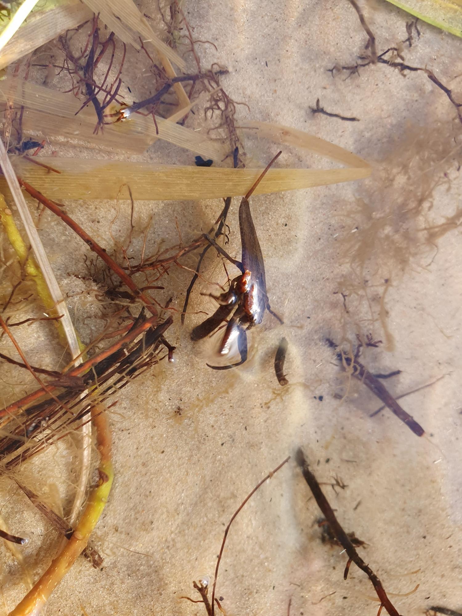 В Киеве на озере обнаружили скорпиона: отдыхающих просят быть осторожными (фото)