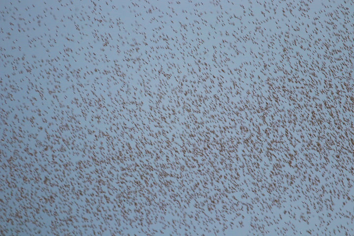 Під Одесою рій комарів атакував нацпарк: &quot;неначе клуби диму&quot; (фото)