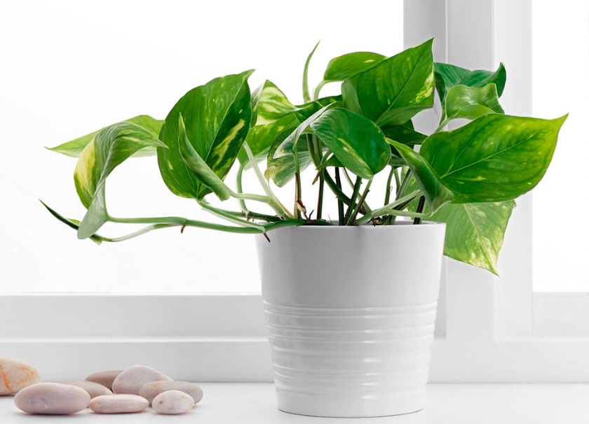 Ми дихаємо отрутою: українцям дали поради, як очистити повітря в будинку