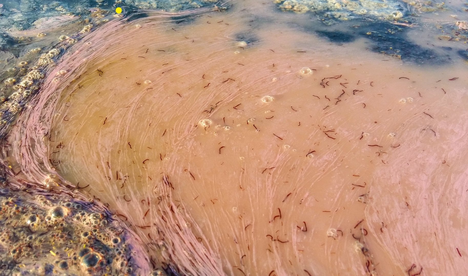 Під Одесою рій комарів атакував нацпарк: "неначе клуби диму" (фото)