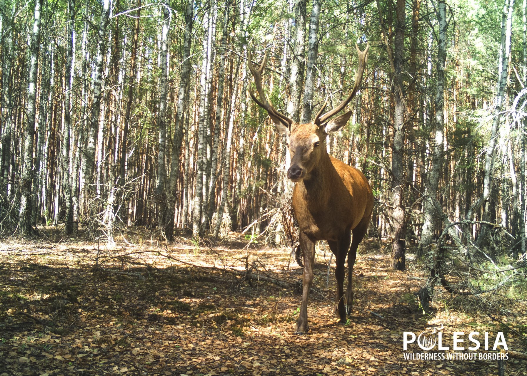 В Чернобыле показали редкое благородное животное, которое давно исчезло