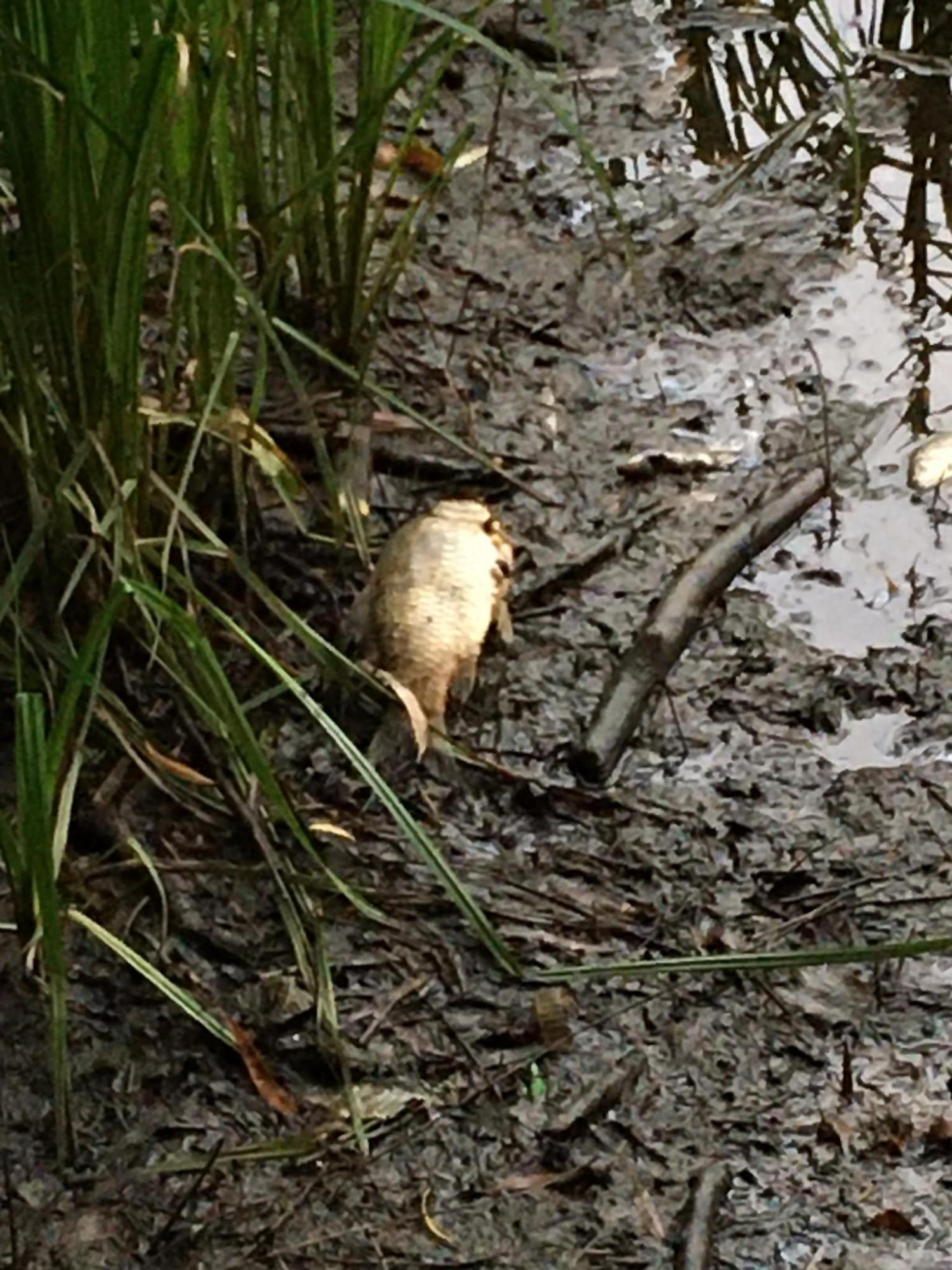 На прудах в Киеве массово погибли утки и рыба: что произошло (фото)