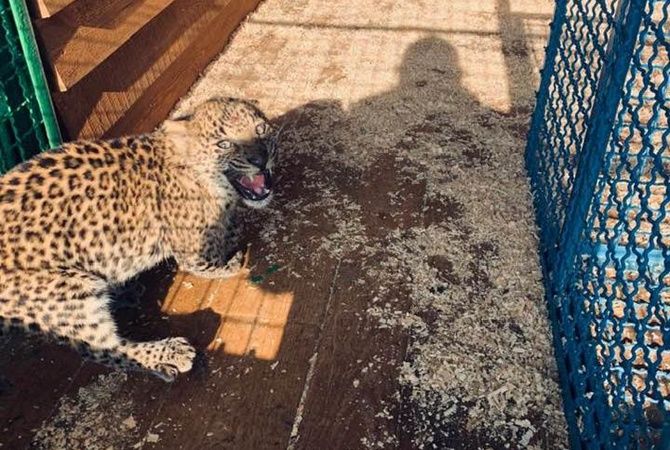 Закохані леопарди: на Арабатській стрілці оселилися дикі кішки (фото)