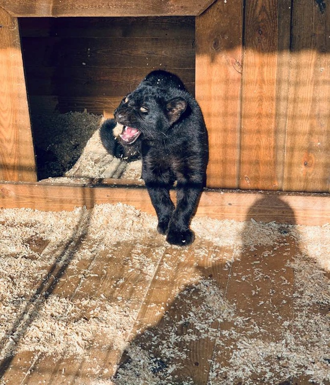 Закохані леопарди: на Арабатській стрілці оселилися дикі кішки (фото)