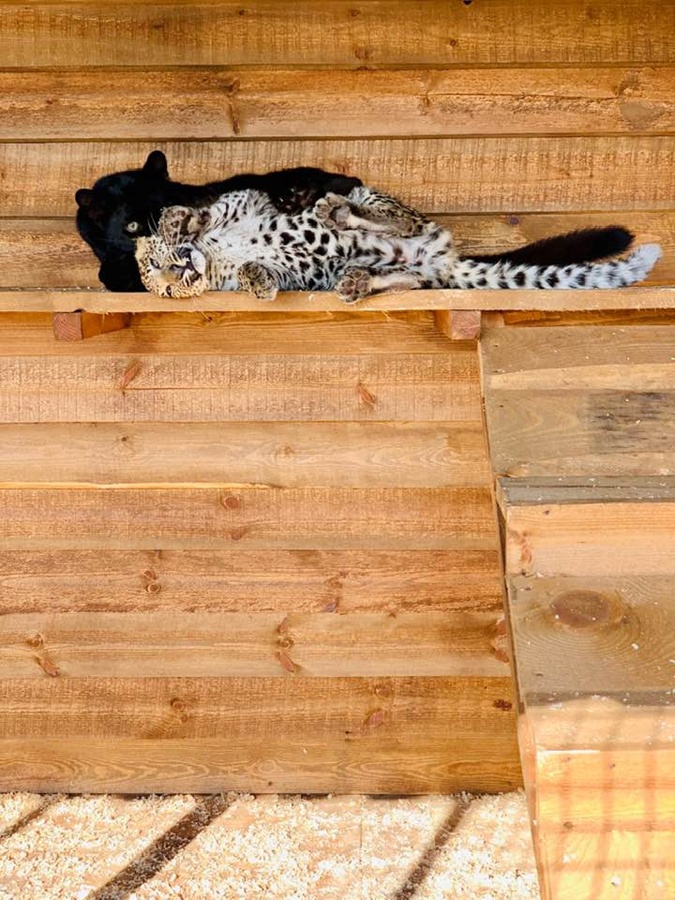 Закохані леопарди: на Арабатській стрілці оселилися дикі кішки (фото)