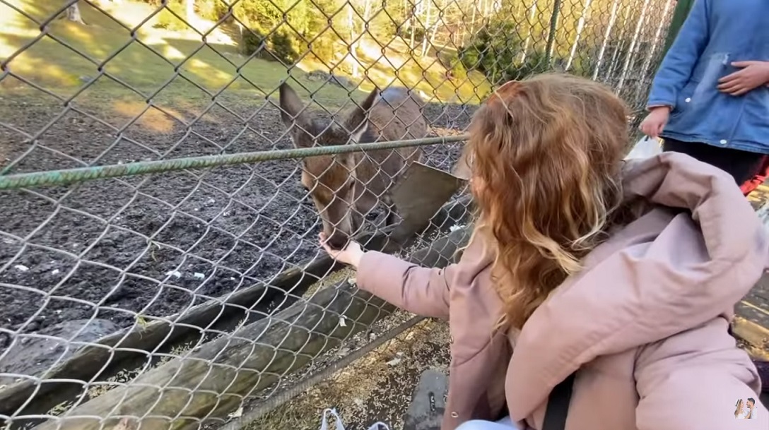 Самый старый виадук и &quot;оленья терапия&quot;: лучшие места рядом с Буковелем в одном видео