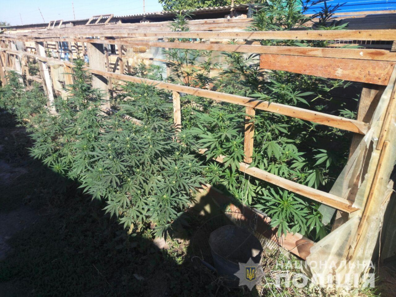 У Херсонській області затримали наркоторговців з 18 кг марихуани