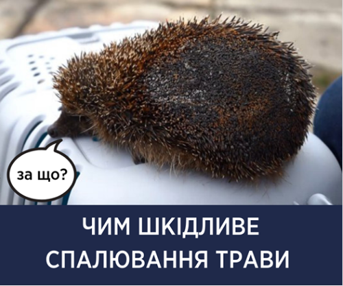 Гинуть рідкісні тварини: Супрун зробила важливе попередження