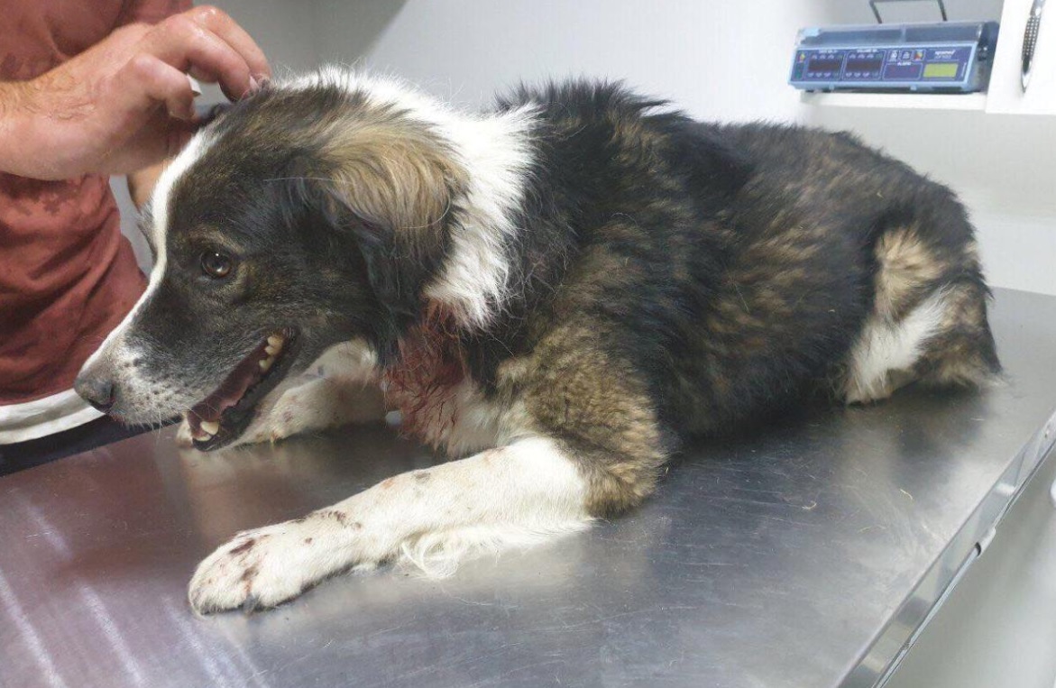 Вона мені набридла: у Дніпрі шкуродер перерізав горло своїй собаці на очах у дітей