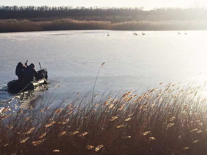 Крижана пастка: під Запоріжжям до ставка примерзли лебеді (фото)