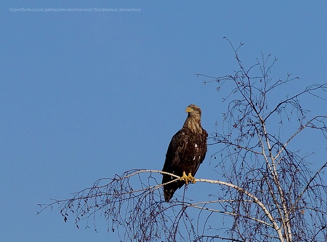 Аномальная зима: появились впечатляющие фото животных Чернобыля