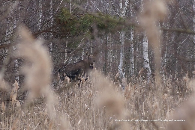 Чернобыльская аномальная зима: появились впечатляющие фото животных