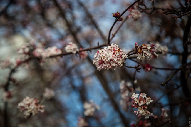 В Одесі через аномальну зиму розквітнув сад: фантастичні фото
