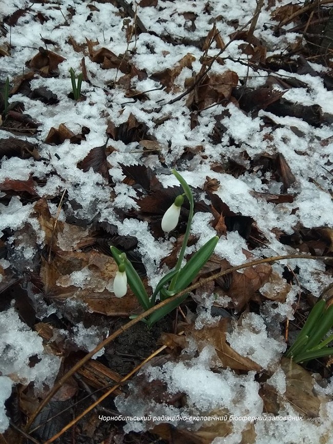Аномальная зима в Чернобыле: новые впечатляющие фото оживающей природы