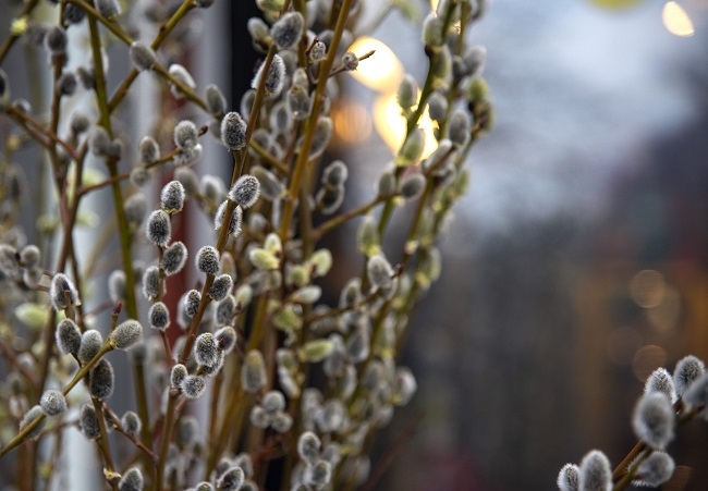 Вербное воскресенье: самые красивые поздравления в картинках и открытках