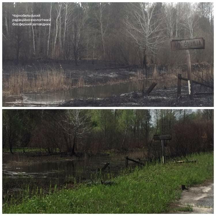 Чорнобильська зона оживає після великої пожежі: з'явилися яскраві фото