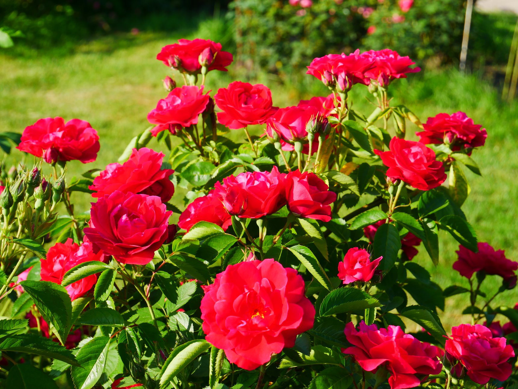 В Киеве распустились уникальные розы: неземную красоту показали на фото