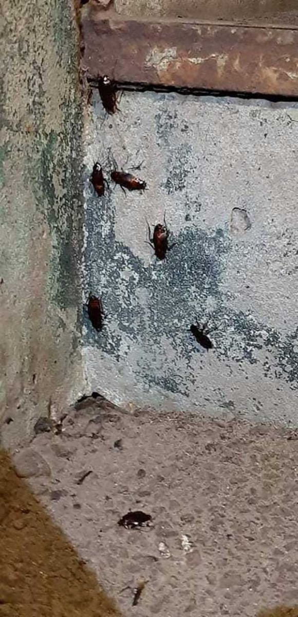 В украинском городе усатые страшилища держат в страхе весь дом (фото)