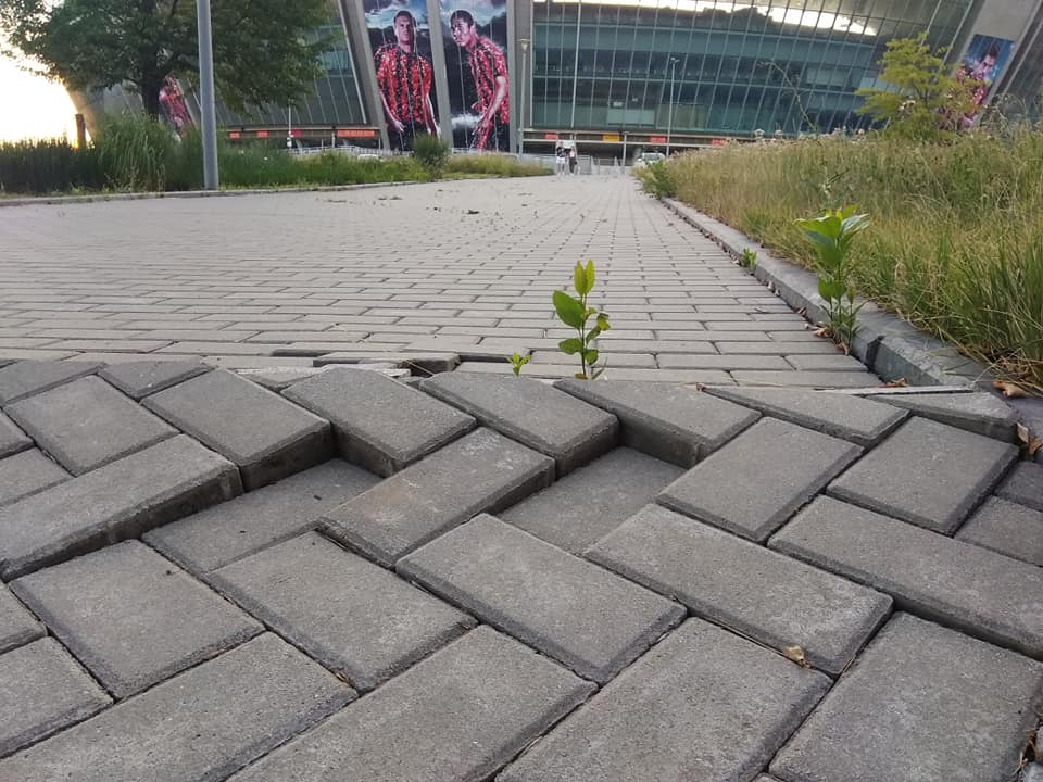 Куча диких собак и сорняки: появились ужасающие фото Донбасс-Арены