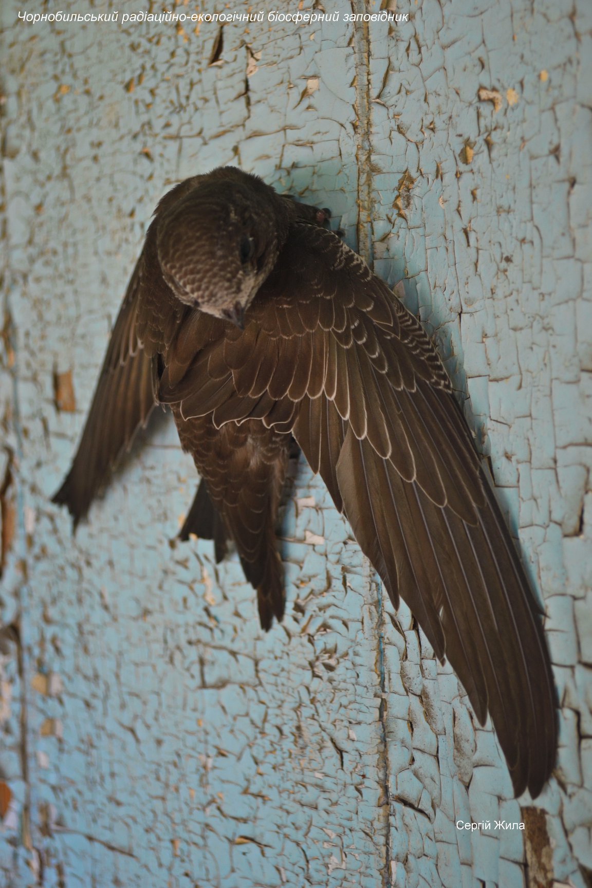 В Чернобыле показали родственника колибри, который не умеет ходить по земле