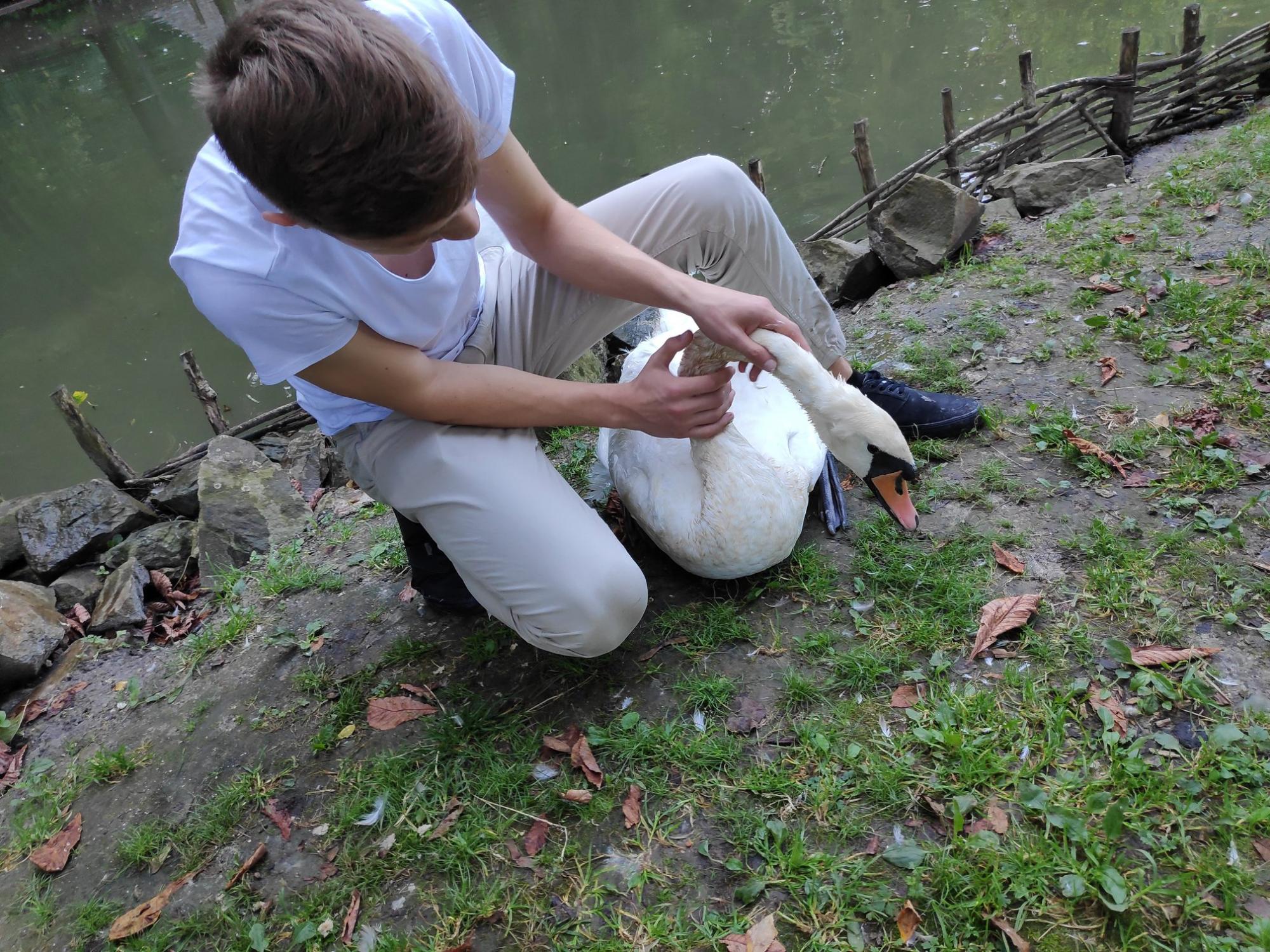 Пара из Одессы спасла лебедя во Львове: крючок зацепился за шею
