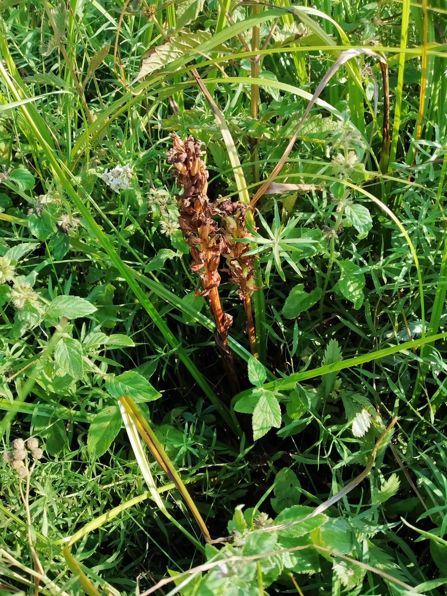 Під Києвом знайшли &quot;червонокнижні&quot; рослини: зустрічаються дуже рідко