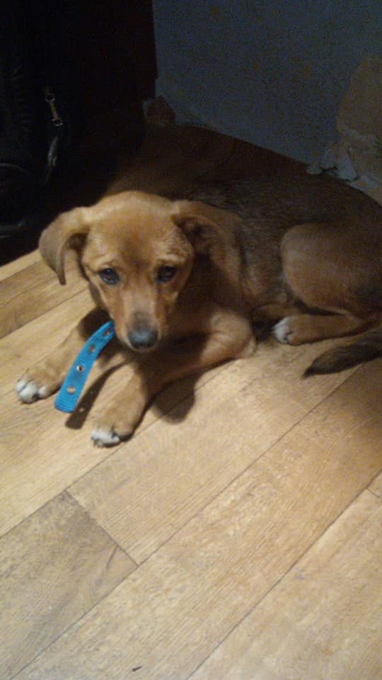 Опіки та інші травми: волонтери показали тварин, постраждалих у пожежі під Луганськом