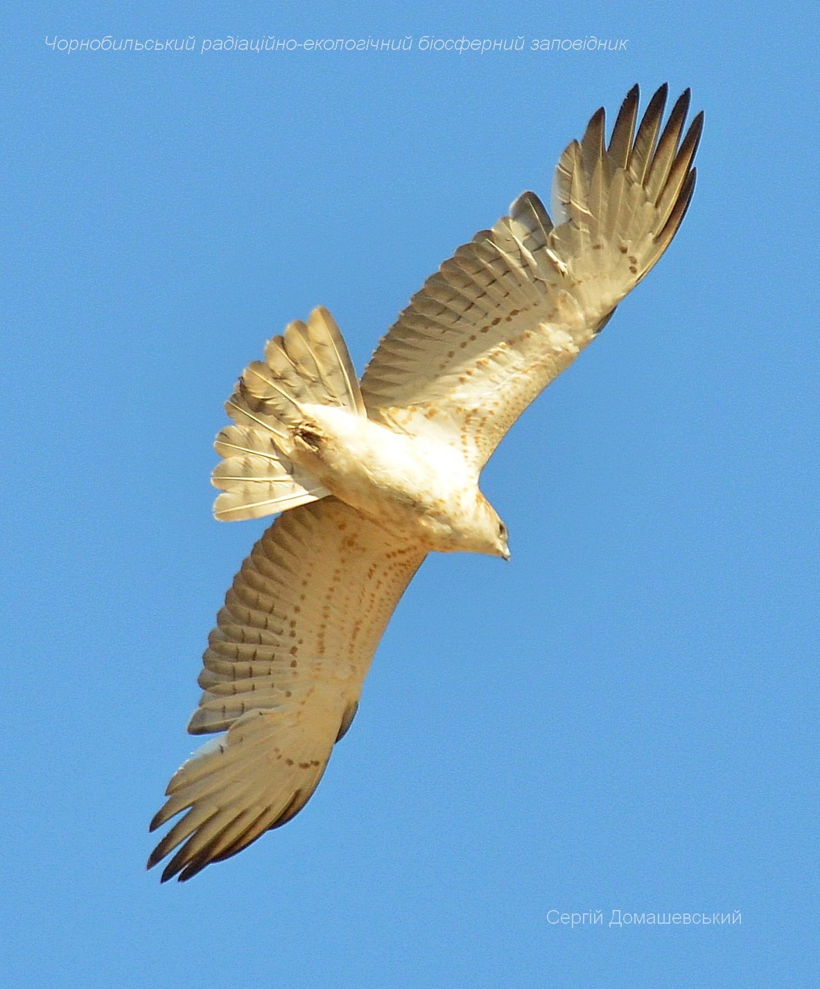 В Чернобыле показали редкостную птицу, которая проглатывает змею целиком