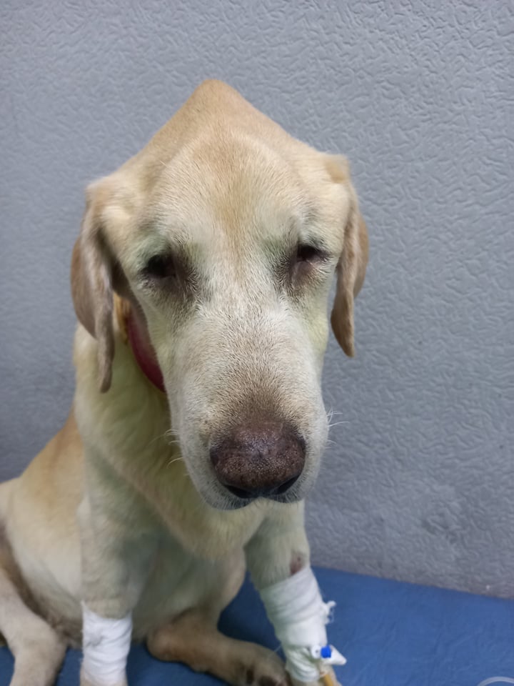 В Запорожье мужчина выбил собаке оба глаза, но она продолжала любить хозяина