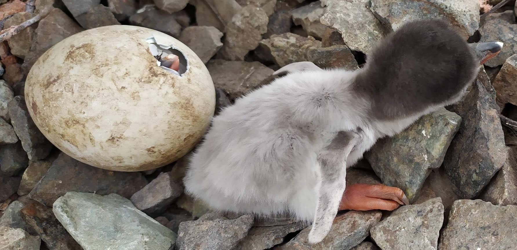 Українські полярники в Антарктиді побачили диво народження на Святого Миколая: яскраві фото