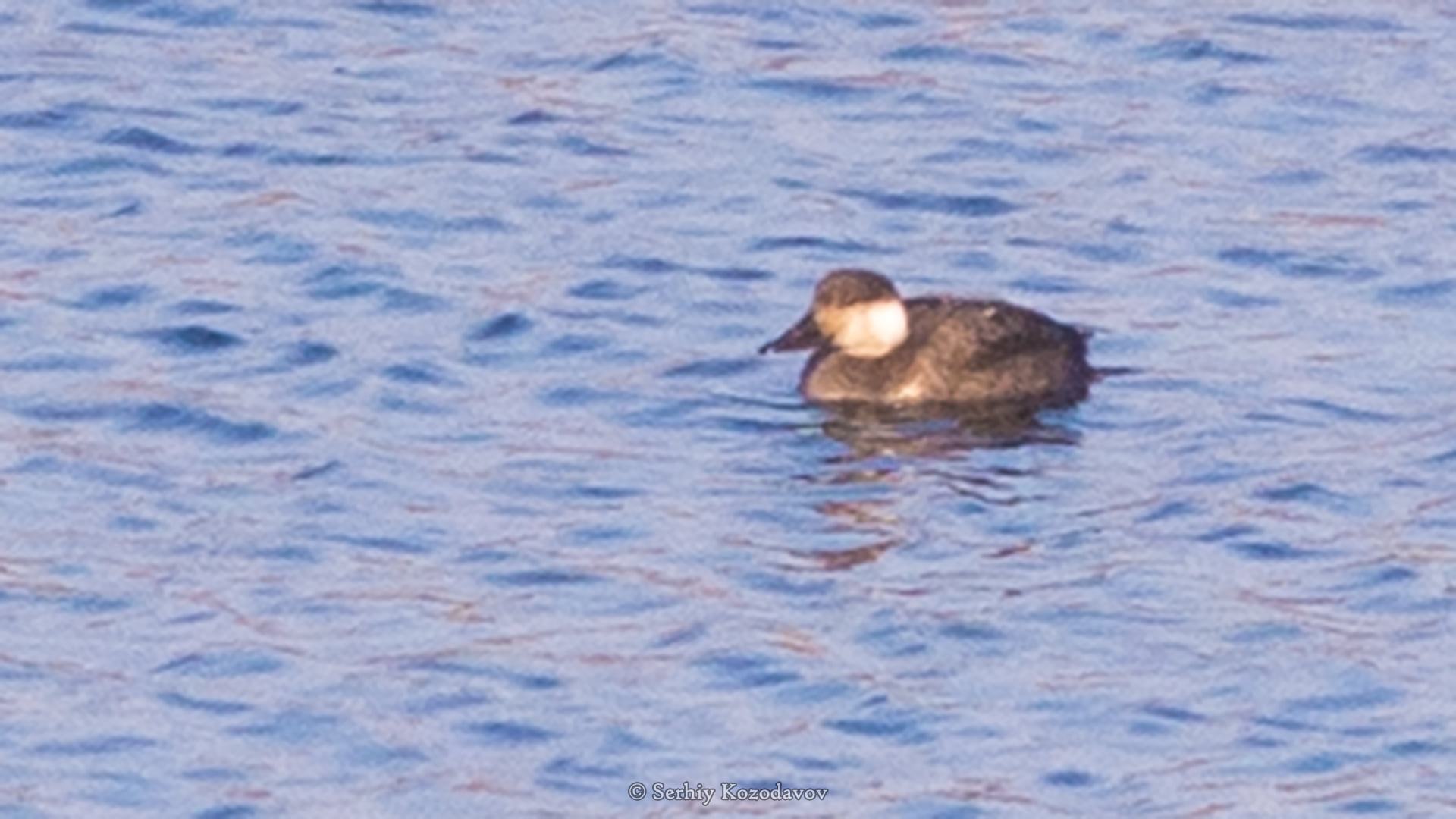 На Хортице ученые обнаружили новый вид птиц (фото)