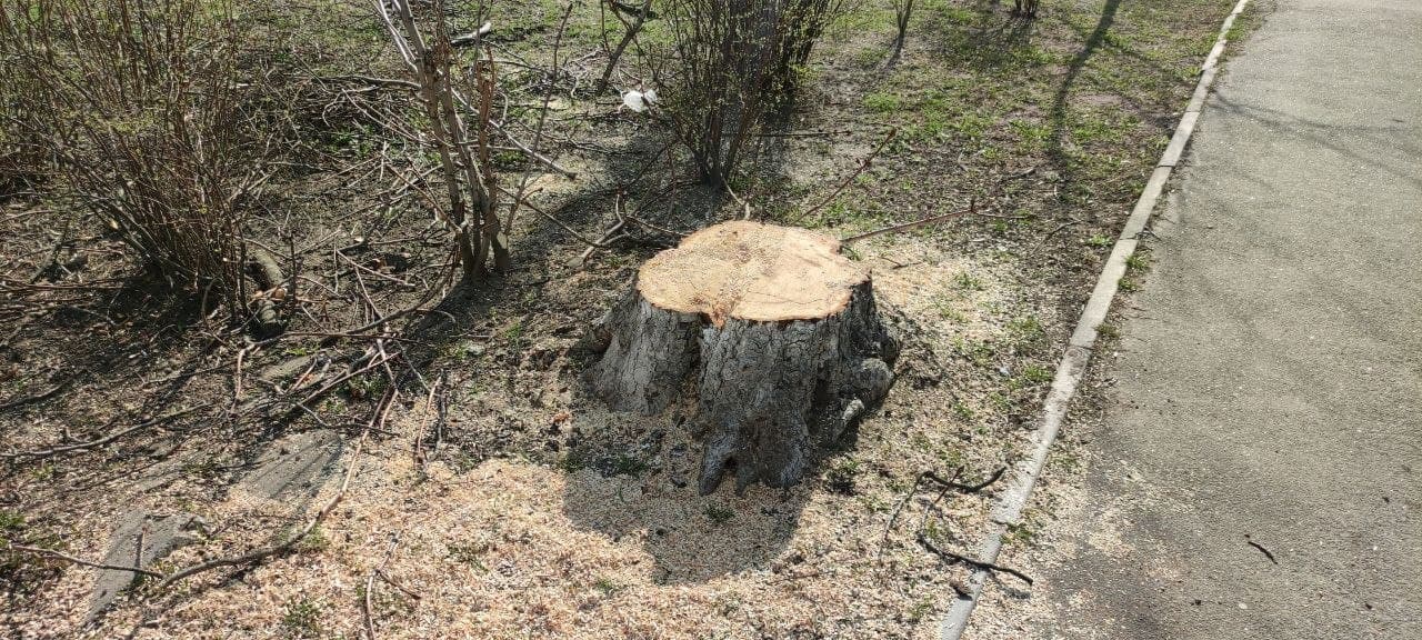 У Києві знищили дерева у сквері, який створили на честь українського розвідника (фото)