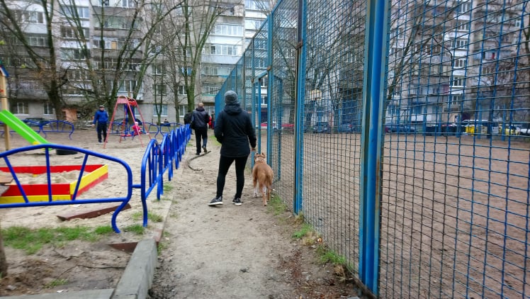 Под Киевом бойцовская собака напала на 7-летнего мальчика: разорванная мочка уха