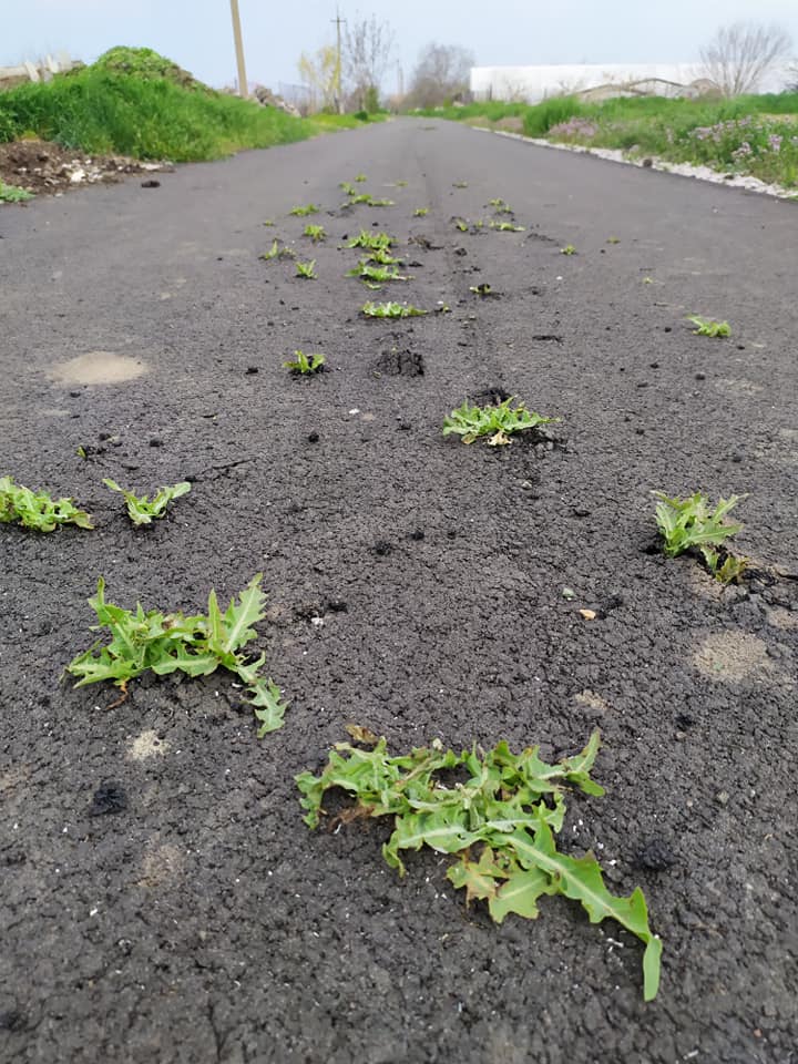 Під Нікополем на новій дорозі з-під асфальту почала рости трава: фото шокувало мережу