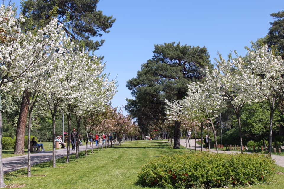 В Киеве зацвела самая длинная аллея сакур Украины: появились красочные фото