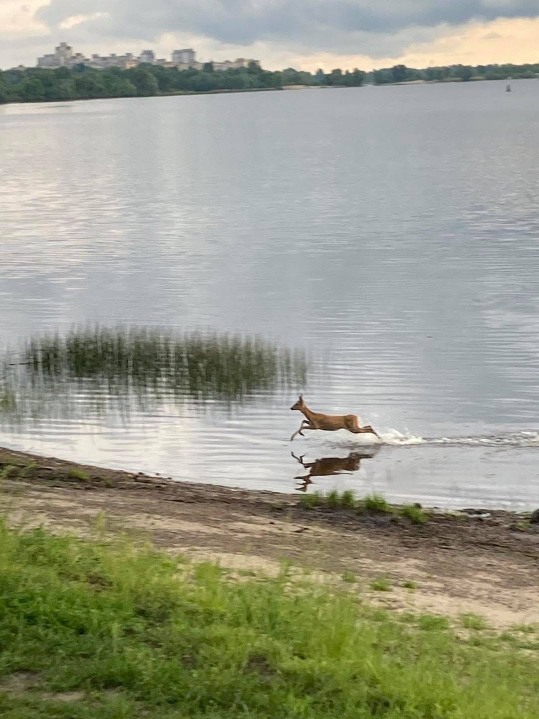 У Києві помітили косулю, яка перепливла Дніпро