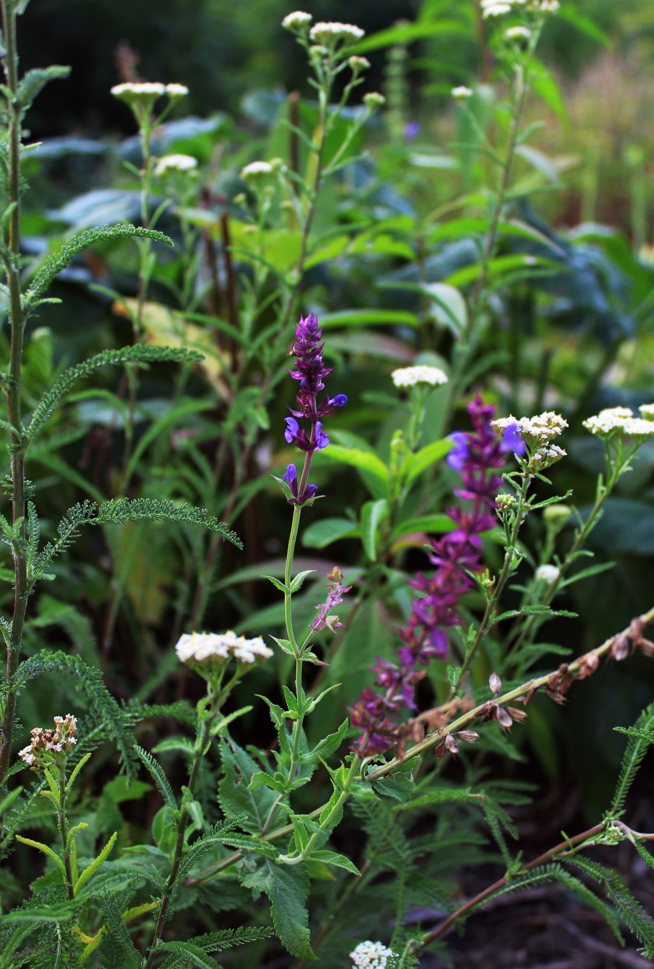 В киевском ботсаду началось роскошное цветение: завораживающие фото