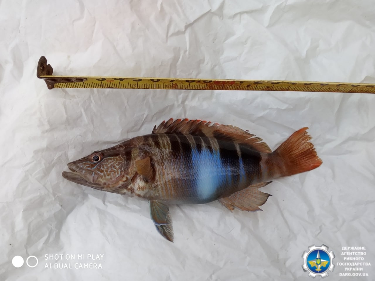 Под Одессой поймали редкую "краснокнижную" рыбу-гермафродита