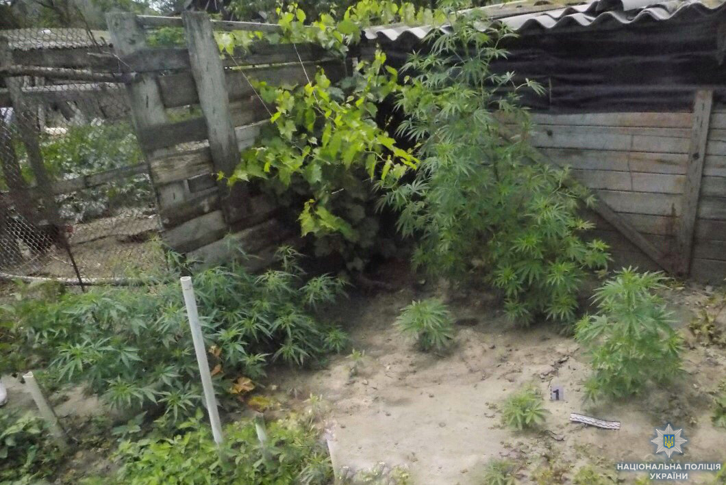 Жители Одесской области выращивали коноплю в огородах