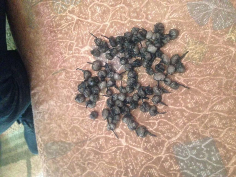 У Київській області викрито групу наркоторговців