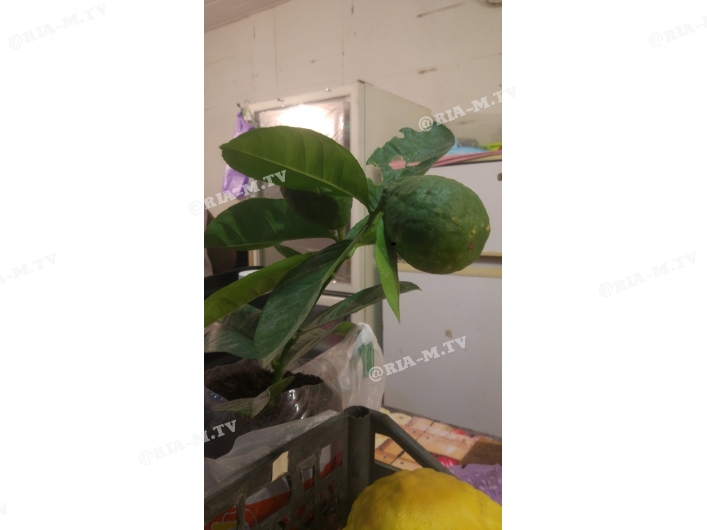 Під Запоріжжям фермери вирощують гігантські лимони (фото)