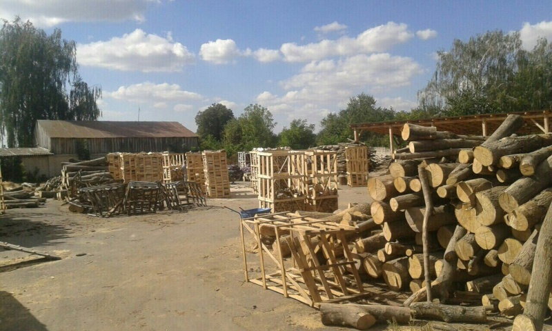 СБУ разоблачила механизм хищения чиновниками ценных пород древесины в Ровенской области