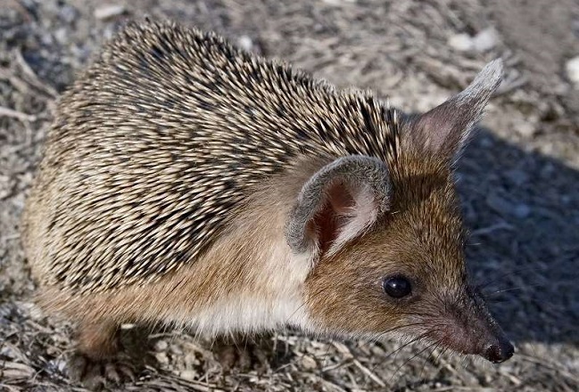 Ушастый еж