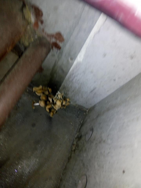 &quot;Вдруг пассажир будет голодным?&quot;: в украинском поезде &quot;выросли&quot; грибы