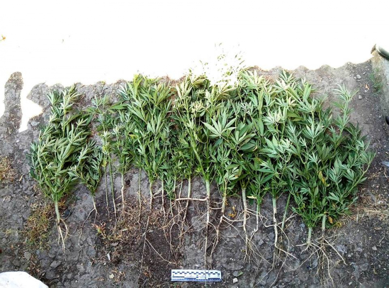 В районе ООС зафиксировали 23 случая сбыта наркотиков военнослужащим