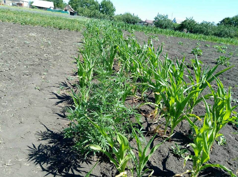 В районе ООС зафиксировали 23 случая сбыта наркотиков военнослужащим